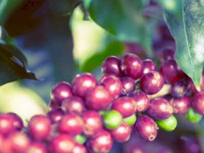 Arabica versus Robusta : quelles différences entre ces deux cafés ?