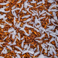 Rooibos bio coco Jungle Lion Rooibos bio coco Jungle Lion